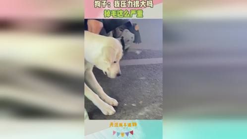 狗子：我压力很大吗，掉毛这么严重