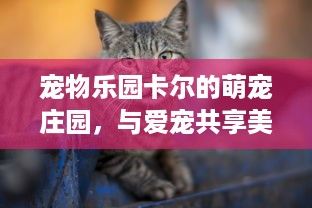 宠物乐园卡尔的萌宠庄园，与爱宠共享美好时光