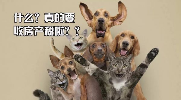萌哒萌宠宠物乐园的奇趣之旅