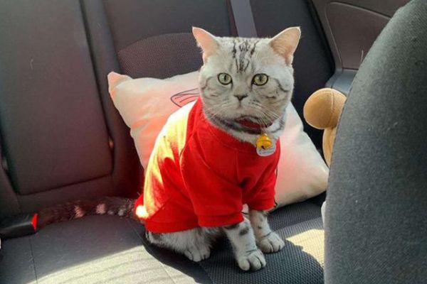 猫的领地意识太强了该怎么办？ 如何防止猫侵犯宠物鸟？