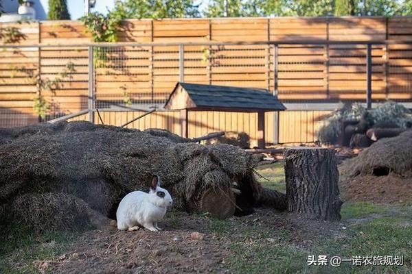 赣州景区萌宠乐园设计，打造梦幻宠物天堂