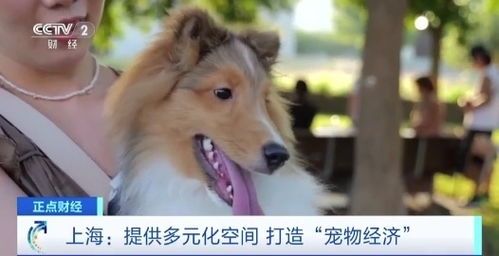 “玻璃钢宠物水族箱,打造萌宠专属领地”