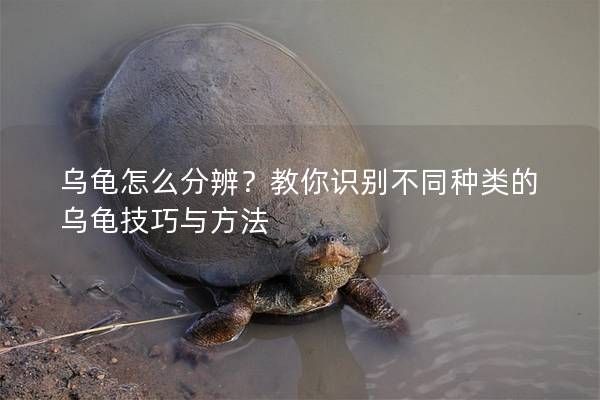 乌龟怎么分辨？教你识别不同种类的乌龟技巧与方法