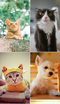 猫咪美容教程,宠物美颜秘籍!