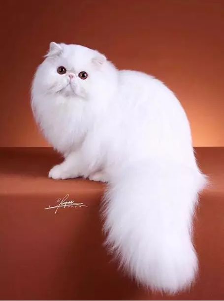 猫咪美容教程,宠物美颜秘籍!