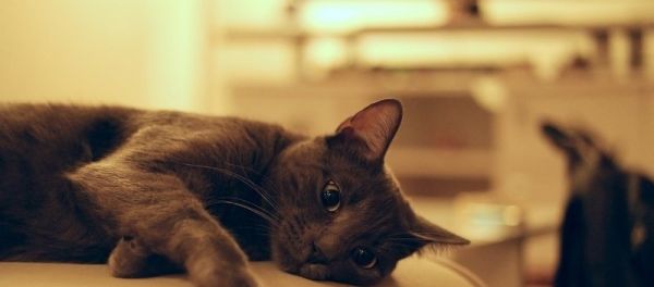猪场生物安全防控的关键点总结_养猪场安全隐患排查内容