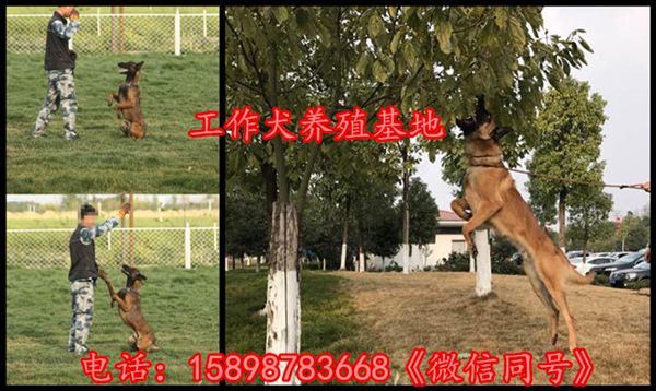 贺州富川瑶族自治县繁殖卡斯罗