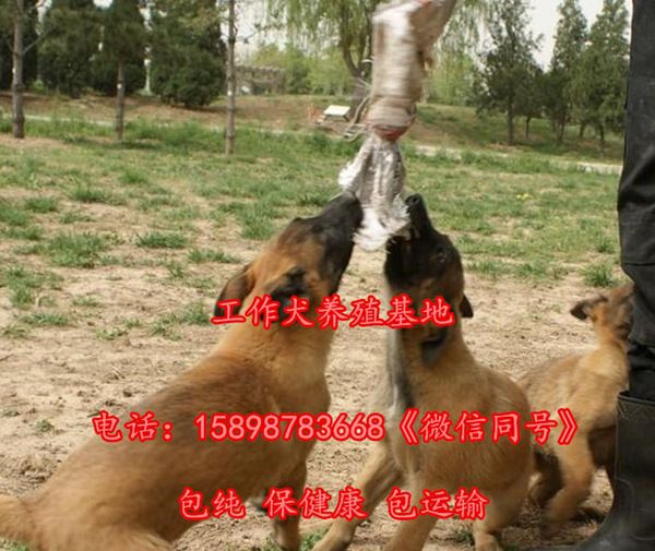 贺州富川瑶族自治县繁殖卡斯罗