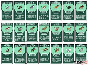 宠物种类鉴大全