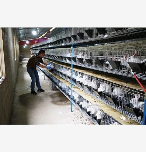 衡水市宠物兔品种齐全本地养殖场