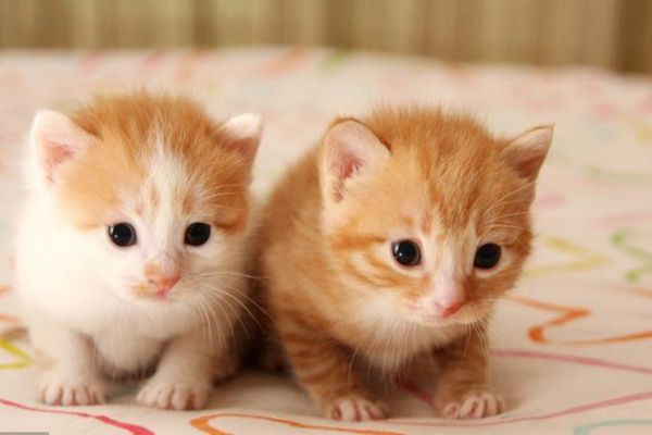 宠物猫市场行情如何？ 布偶猫怎么卖？