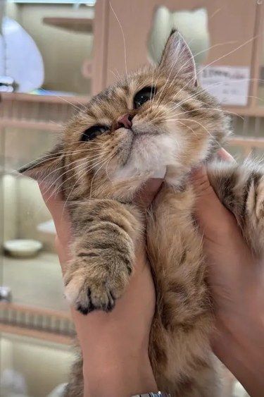 猫咪爱好者的福音：超高性价比猫舍