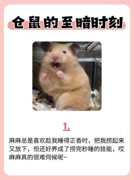 仓鼠的日常怎么照顾？饲养技巧有哪些？-第1张图片-5440游戏网