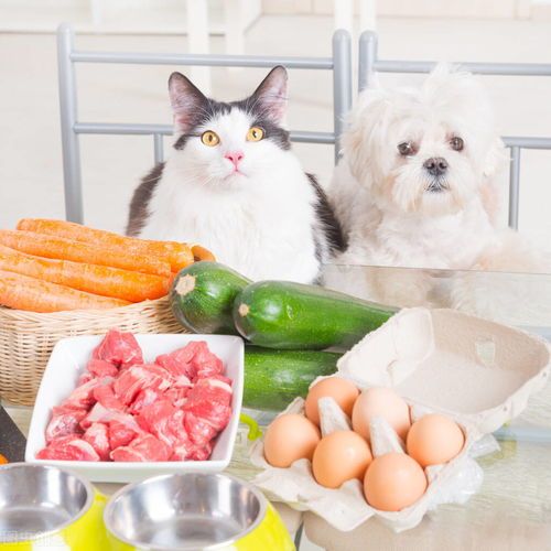 宠物营养食谱大全