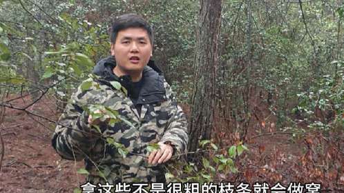 野猪母猪几天没有回来吃东西了，进山找下还发现两个大猪窝！