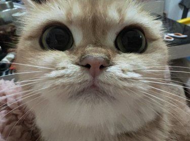 今天猫主子心情复杂了