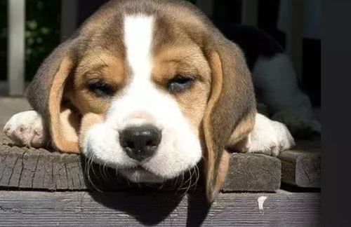 如何训练比格犬,打造理想宠物?
