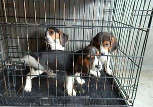 如何训练比格犬,打造理想宠物?