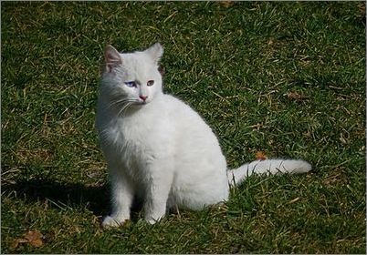 宠物大全 土耳其梵猫的详细资料