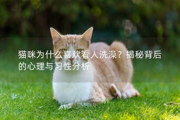 猫咪为什么喜欢看人洗澡？揭秘背后的心理与习性分析