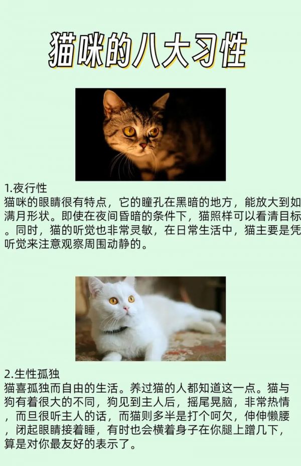 猫的生活习性（猫的生活特性和特点）