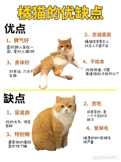 猫的生活习性（猫的生活特性和特点）