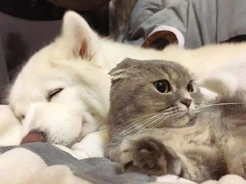 “猫咪慵懒习性,狗狗活泼本领,宠物生活指南!”