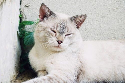猫咪日常:喵星人习性揭秘,新手必看!