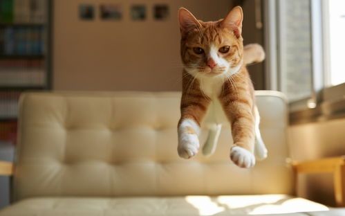 猫咪日常:喵星人习性揭秘,新手必看!