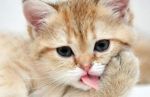 “猫咪作息养成记：打造萌宠日常好习惯”