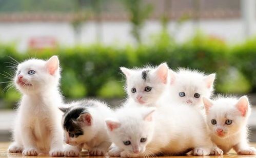 “猫咪作息养成记：打造萌宠日常好习惯”