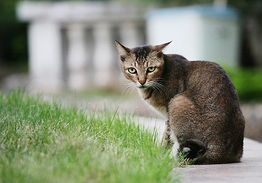 阿比西尼亚猫习性揭秘，养猫轻松又快乐！