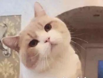 “猫咪为何独睡，揭秘宠物睡眠习性！”