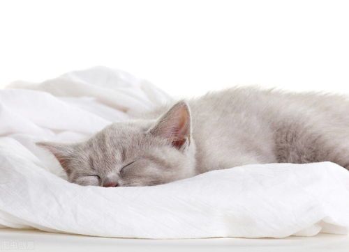 “猫咪为何独睡，揭秘宠物睡眠习性！”