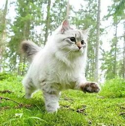 西伯利亚猫习性揭秘,幸福生活轻松get!