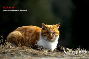 西伯利亚猫习性揭秘,幸福生活轻松get!