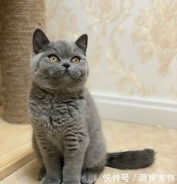 猫咪习性揭秘,狗狗看家绝技,宠物生活大揭秘