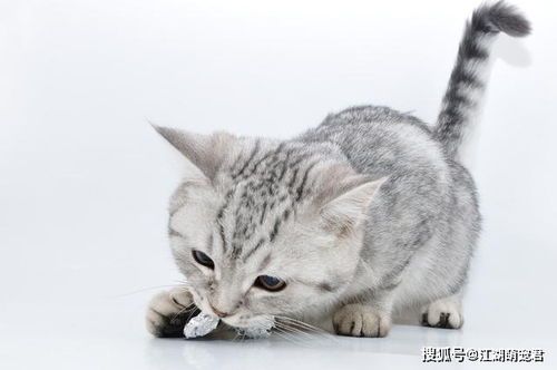 猫咪习性揭秘,狗狗看家绝技,宠物生活大揭秘
