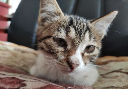 猫咪习性：爱睡觉、捉迷藏、舔毛洁身。