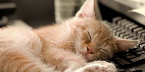 猫咪习性：爱睡觉、捉迷藏、舔毛洁身。