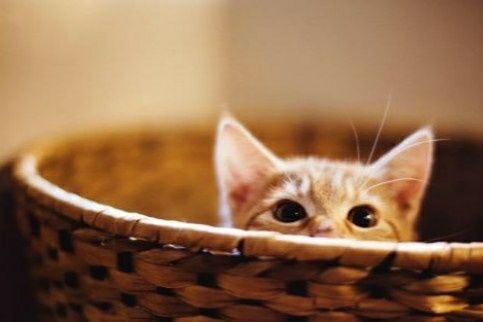 曼基康猫习性揭秘，养猫轻松又开心！