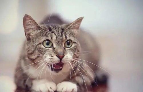 曼基康猫习性揭秘，养猫轻松又开心！