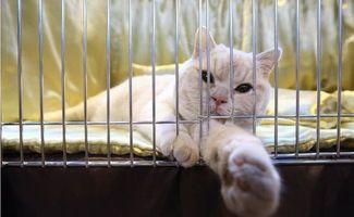 猫咪习性:慵懒捕猎,独立生活专家