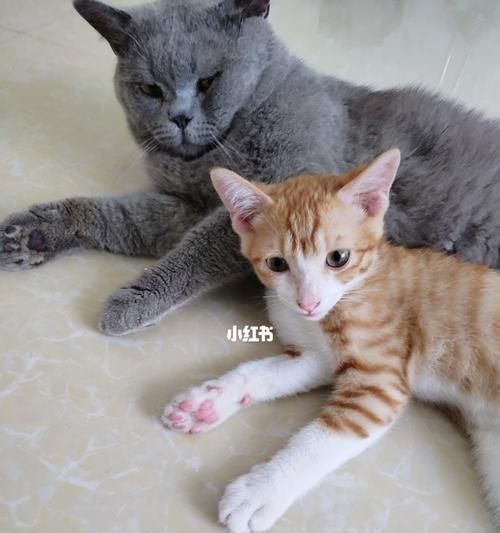 小猫生长地在哪里（探寻宠物猫的生活习性和生长环境）