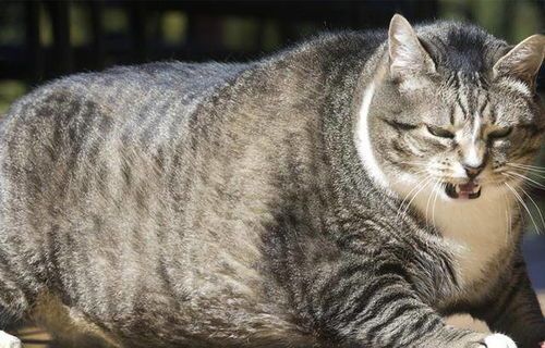 猫咪习性:独立捕猎,爱洁爱睡,好奇敏感。