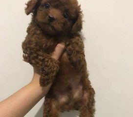 宠物犬习性科普小达人
