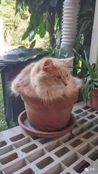 训练猫咪远离花盆，培养优雅习性。
