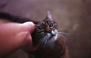 猫抓老鼠，天性使然，宠物习性。