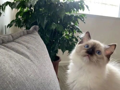 纠正猫咪撕纸习惯，培养良好习性。
