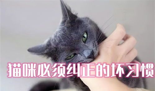 纠正猫咪撕纸习惯，培养良好习性。